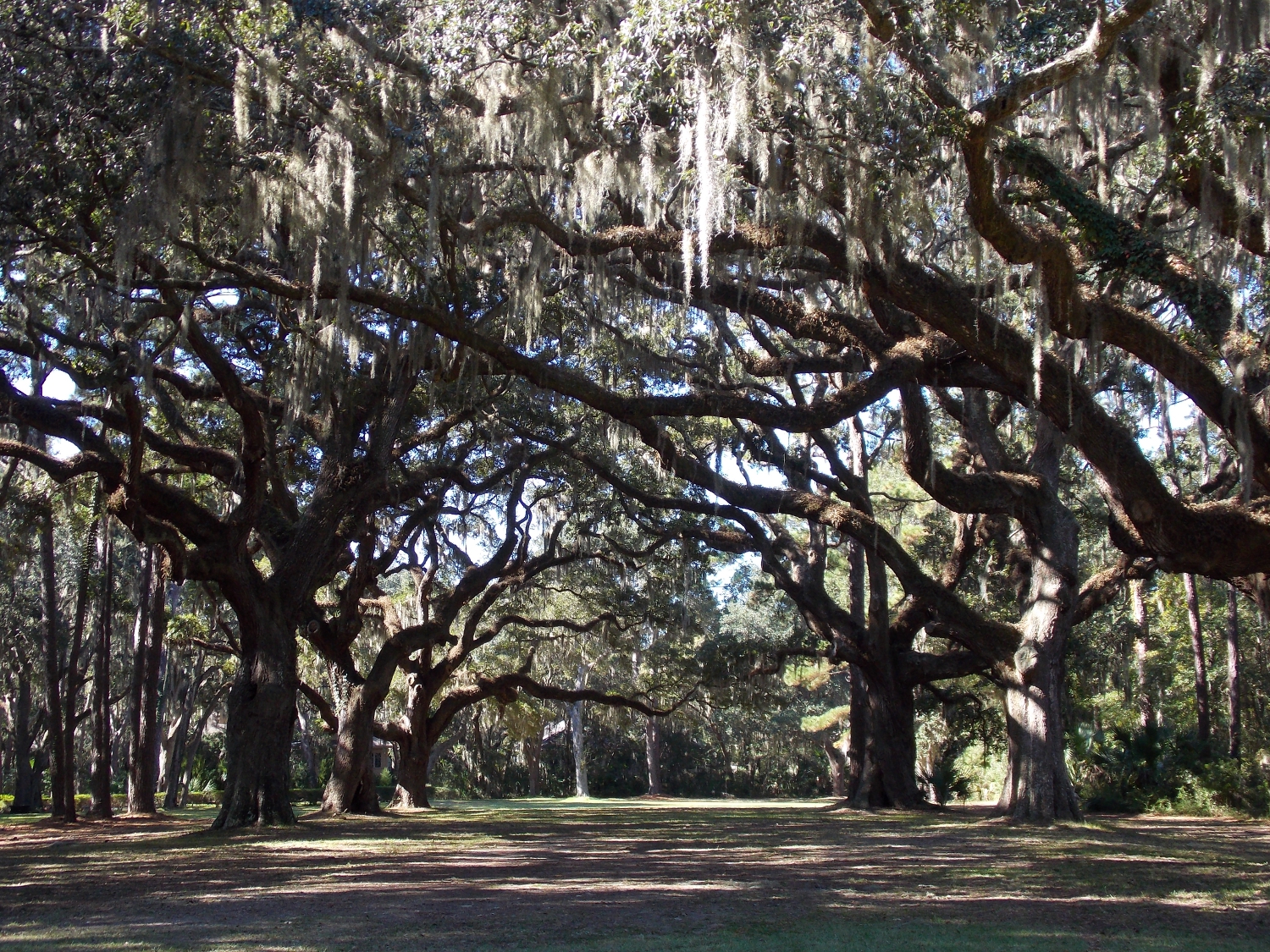 Hilton_Head_Trees_Gallery_2 A. Khedron de León