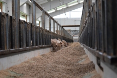 We went to a sheep cheese - Idiazabal - making facility, Aranburu. This is the sheep's feeding trough.