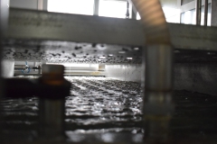 These racks, shown being lowered into the brine, hold dozens of cheeses. When they are sufficiently salted, they are floated out into the next room for extraction and cleaning and drying.