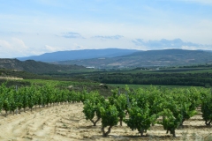 La Rioja province was literally nothing but grapes. Everyone makes wine or grows grapes or packages wine or transports wine or...or...Wine, it's what's for dinner.