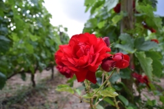 Plant a rose at the end of your trellis; it will fail before the grapes do, alerting you to what your remedy should be.