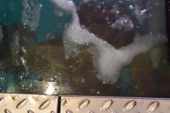 The floor of the fish market shop was on top of a tank of live crabs.