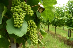 Chardonnay; When the authorities put their approval on Txakoli wine, they allowed up to 15% of the wine to be Chardonnay, so they grow a little of that here also.