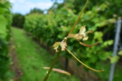 Txakoli_Vineyard_Growth