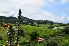 Txakoli_Vineyard_View_2