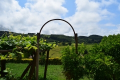 Txakoli_Vineyard_View_4