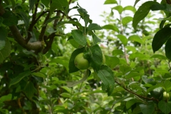 Walnuts were everywhere on the property.