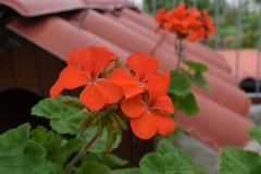 Txakoli_Vineyard_Flowers_1