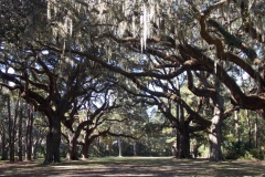 A gallery of giants at the cemetery.