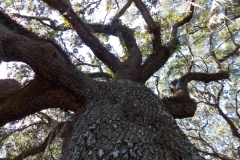 One of the giants in the gallery.