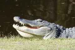 This guy’s mouth was closed until I set my daughter down. I picked her right back up. After taking a picture, of course.