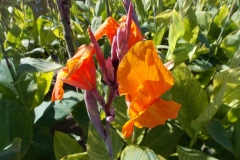 These were growing all over.