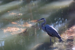 Herons are common.