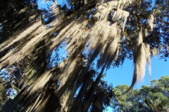 Spanish moss is dreamy.