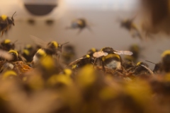 A box of greenhouse bumblebees with a viewport, into which I stuck my camera.