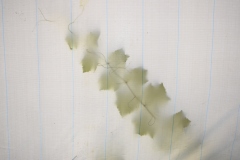 A single grapevine stretching across the canopy at the cafe in the greenhouse