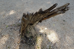 This stump drew my eye.