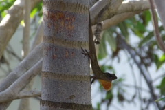 Mayakoba lizard.