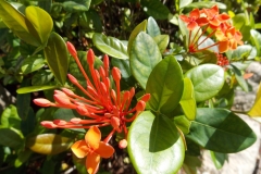 Mayakoba flowers.