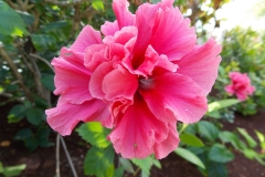 Mayakoba flowers.
