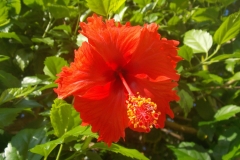 Mayakoba flowers.
