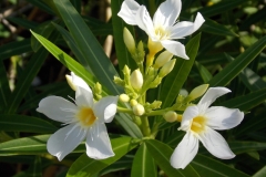 Mayakoba flowers.