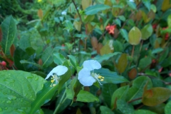 Mayakoba flowers.