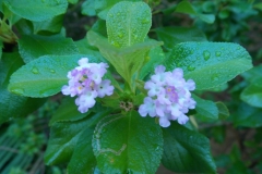 Mayakoba flowers.