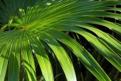 Mayakoba palm.