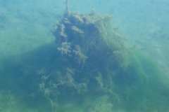 Underwater algae castles in the brackish channels surrounding Mayakoba.