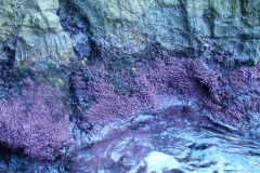 Baia di Ieranto. Cool filter on white rocks with pink algae,