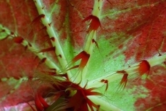 Positano flora.